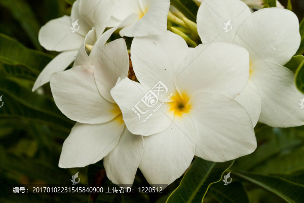 花的顏色很漂亮