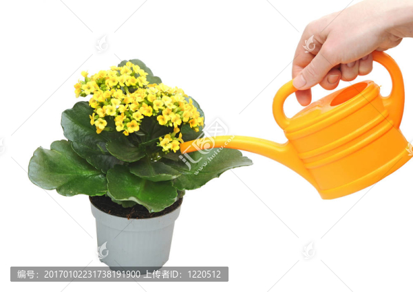 開(kāi)花的植物澆水的噴壺