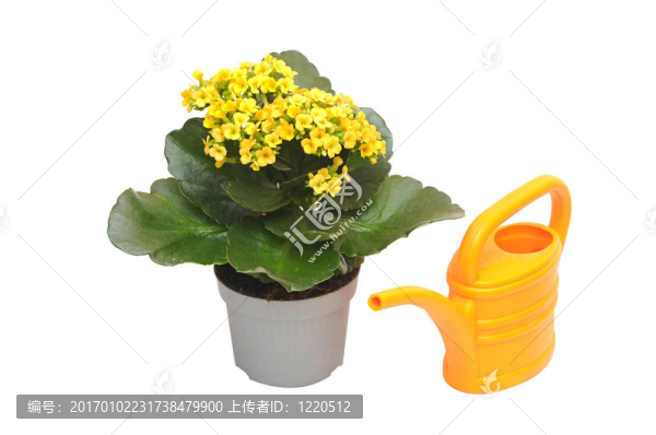 開(kāi)花植物長(zhǎng)壽花和水的房子
