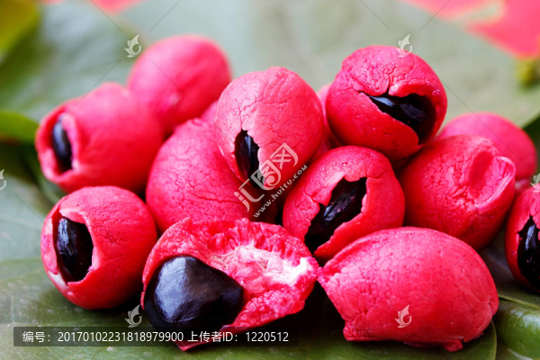 肉質(zhì)多汁的墨西哥起源的水果-,Camachile