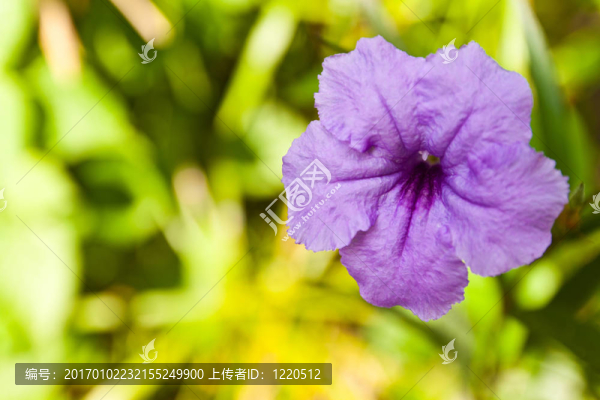 花的顏色很漂亮
