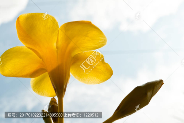 花的顏色很漂亮
