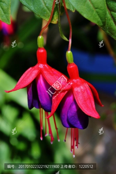 紫紅色的花