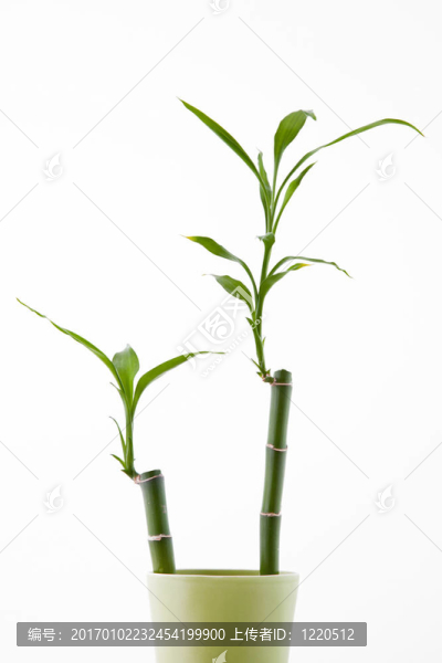 綠筍筍