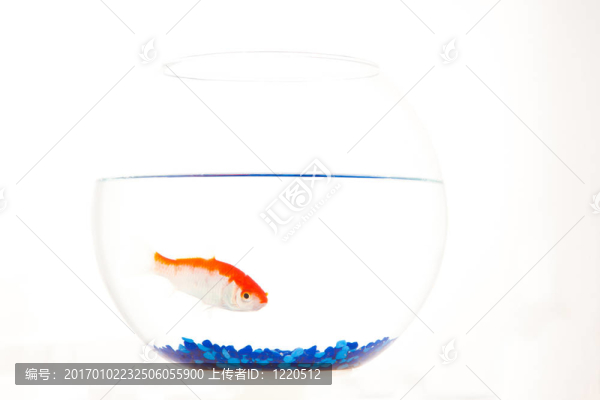 水族館中的紅與白魚