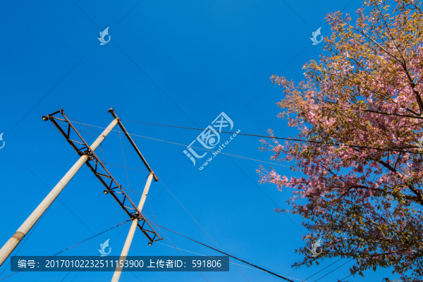 云南山野冬櫻花