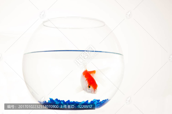 水族館中的紅與白魚