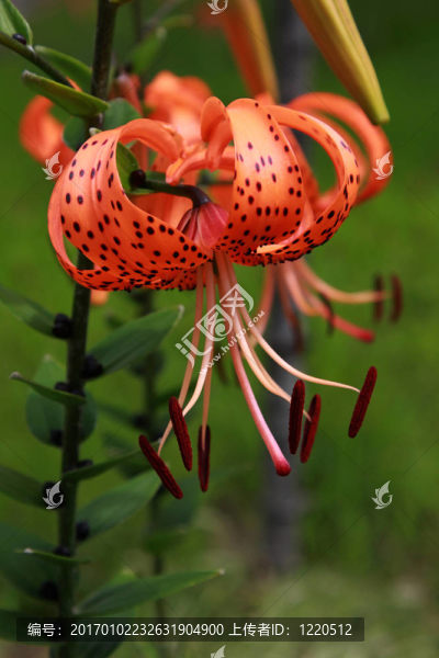 百合