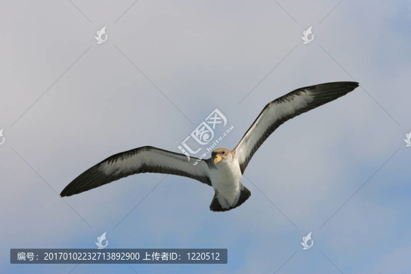 海鷗飛
