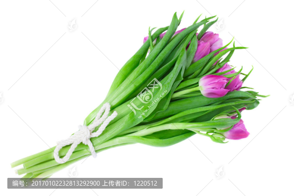 紫郁金香花束