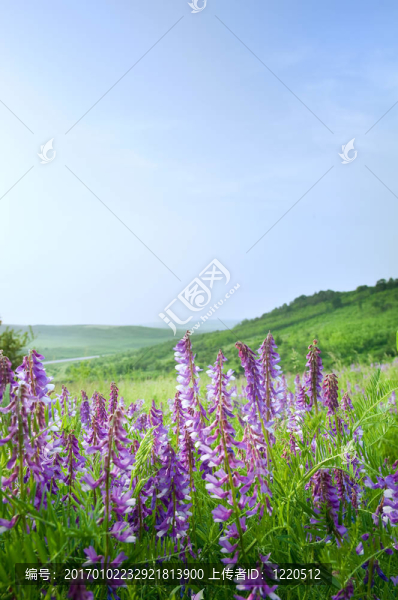 美麗的鄉(xiāng)村景觀