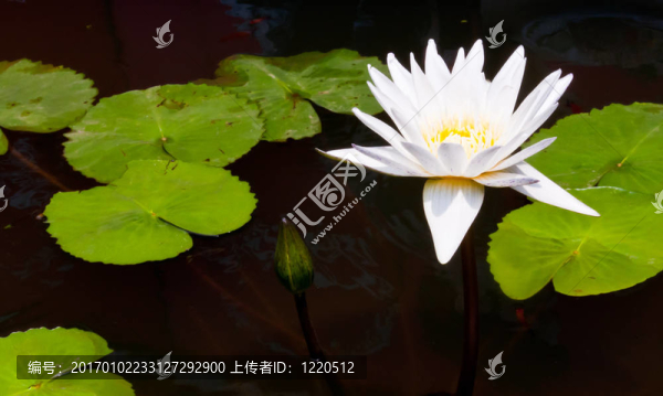 池塘里的白蓮