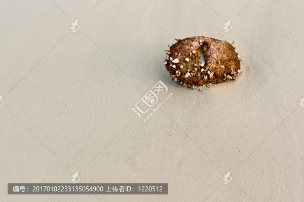 沙灘上的椰子