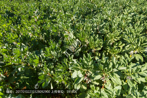 蠶豆地