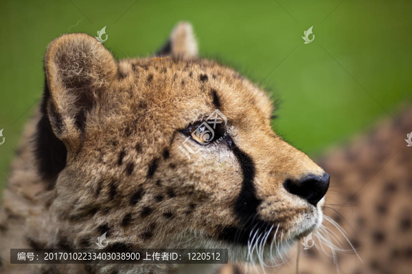 獵豹（獵豹）