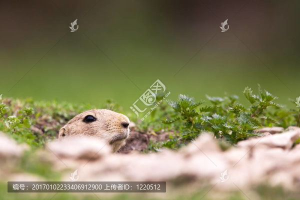 非?？蓯?ài)的黑尾草原犬鼠（Cynomys,ludovicianus）