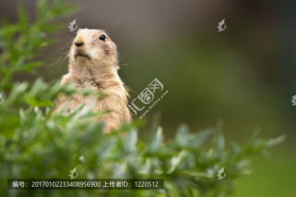非常可愛的黑尾草原犬鼠（Cynomys,ludovicianus）