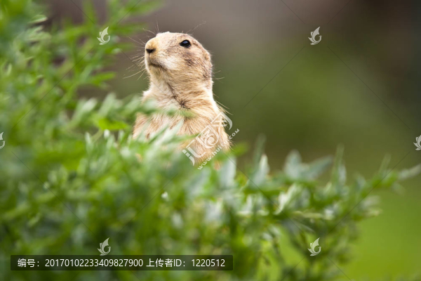 非常可愛(ài)的黑尾草原犬鼠（Cynomys,ludovicianus）