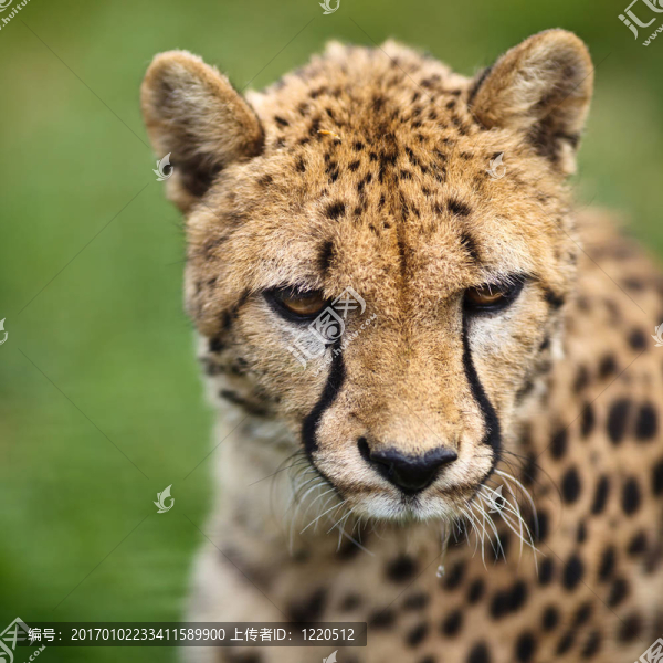 獵豹（獵豹）