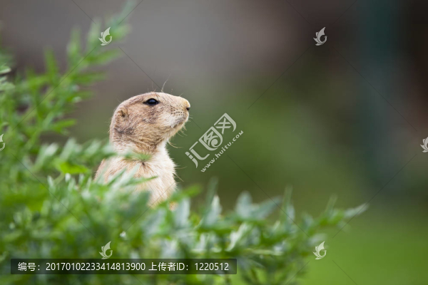 非?？蓯鄣暮谖膊菰螅–ynomys,ludovicianus）