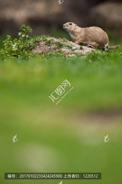 非常可愛的黑尾草原犬鼠（Cynomys,ludovicianus）