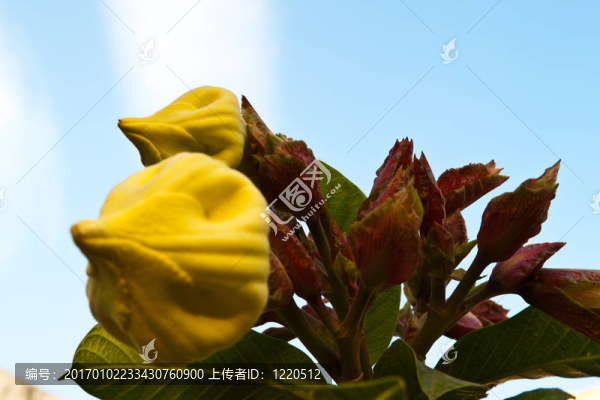 美麗的白花