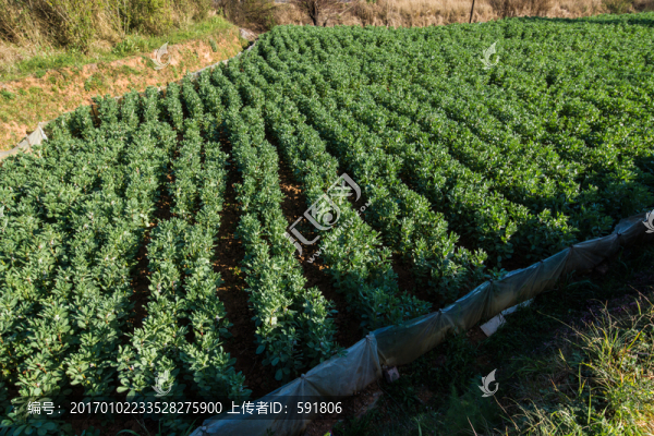 蠶豆田