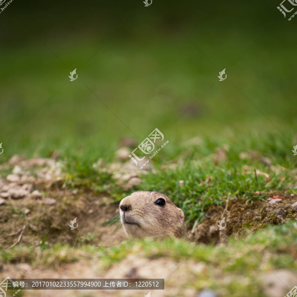 非常可愛的黑尾草原犬鼠（Cynomys,ludovicianus）