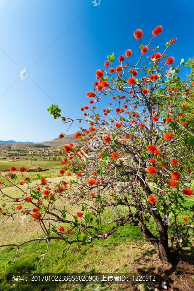 紅花樹(shù)被太陽(yáng)點(diǎn)亮