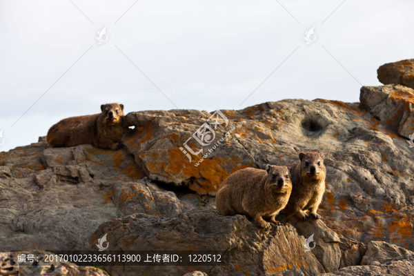 阿拉動物坐在石頭上的一對