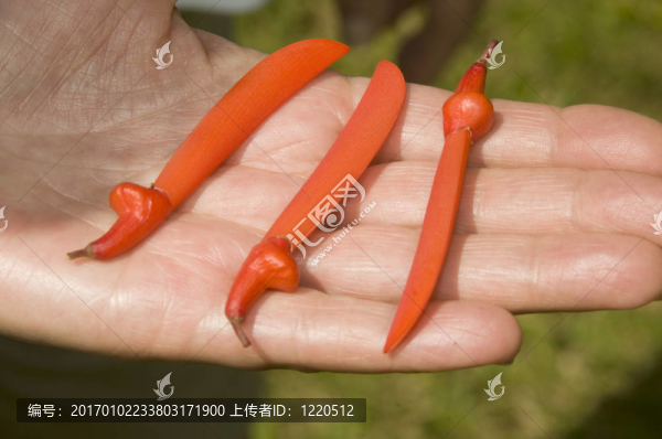 熱帶花卉植物的豆莢，彎刀形