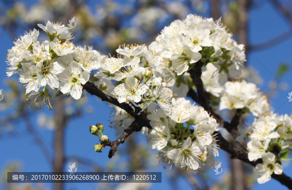白色的花