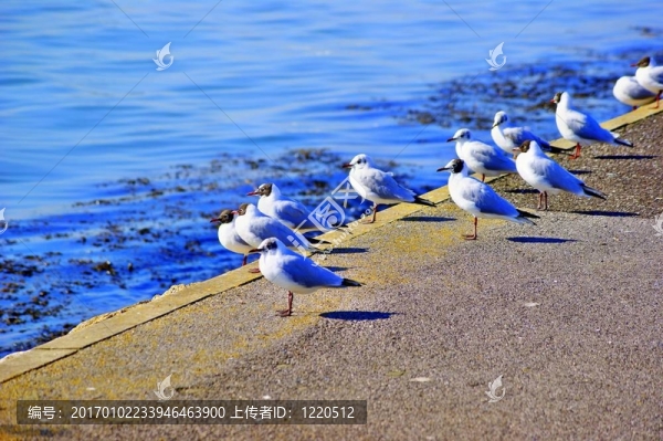 海鷗注視著水面
