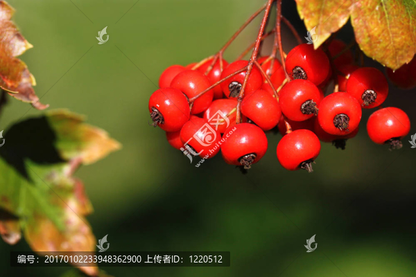 樹的漿果