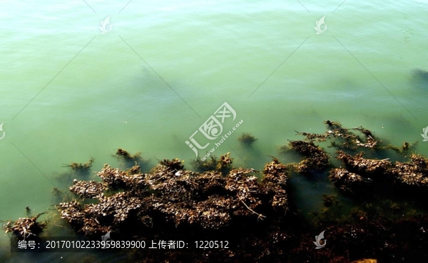 港灣中的海草