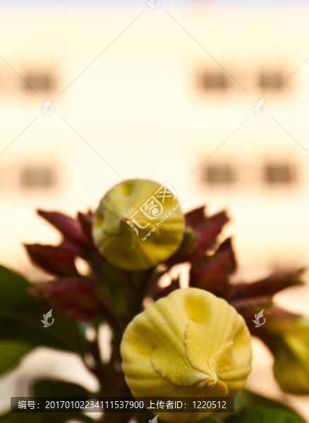 美麗的白花
