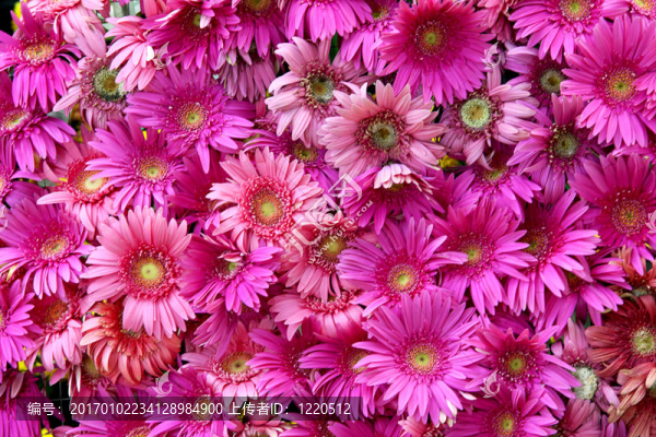 背景Gerbera,flower