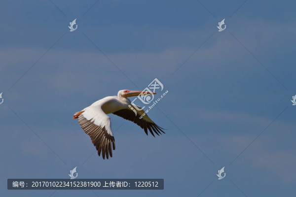 白鵜鶘（白鵜鶘）