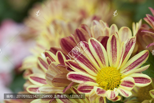 美麗的黃色和紅色的花