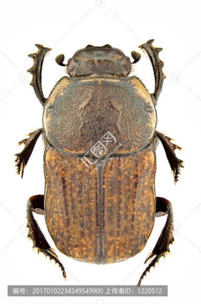 cheironitis,ungaricus