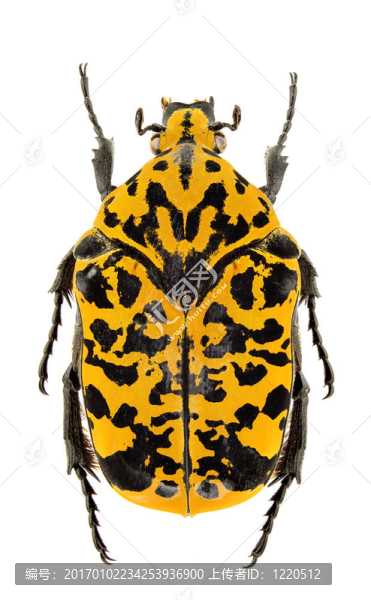 gymnetis,fulgurata