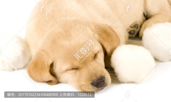 沉睡的小狗拉布拉多尋回獵犬