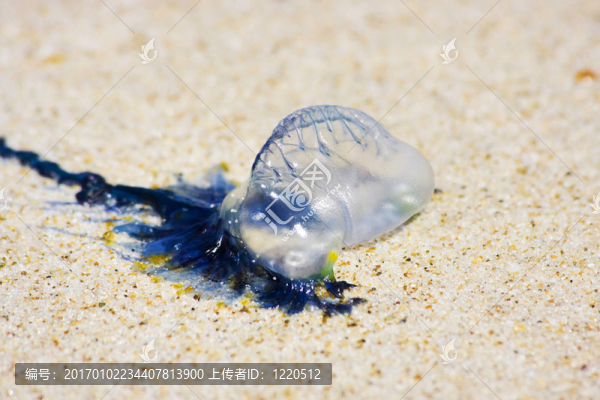 澳大利亞藍瓶jellfish