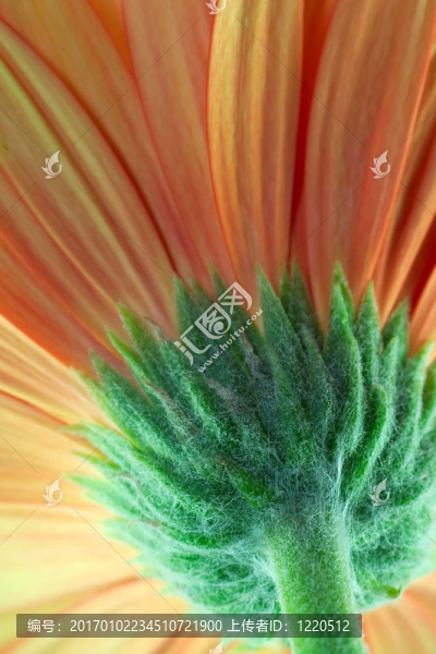 橙色非洲菊