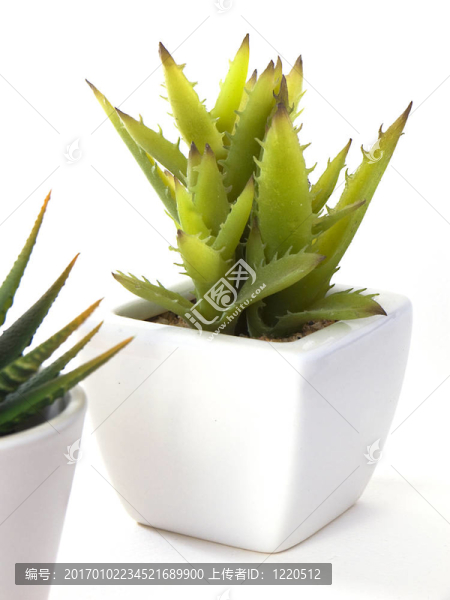Aloe,Vera在鍋里