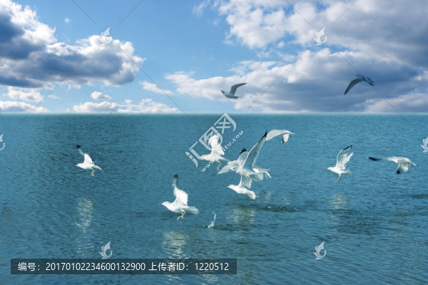 海鷗和水