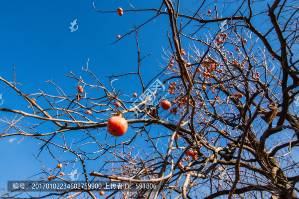 冬日柿子樹(shù)-匯圖網(wǎng) www.fosd68.com 冬日柿子樹(shù)