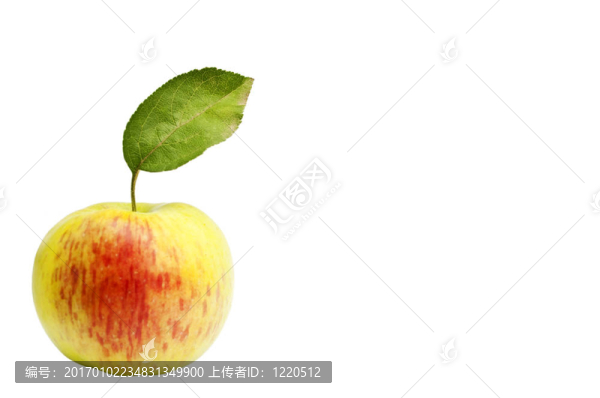蘋果綠葉