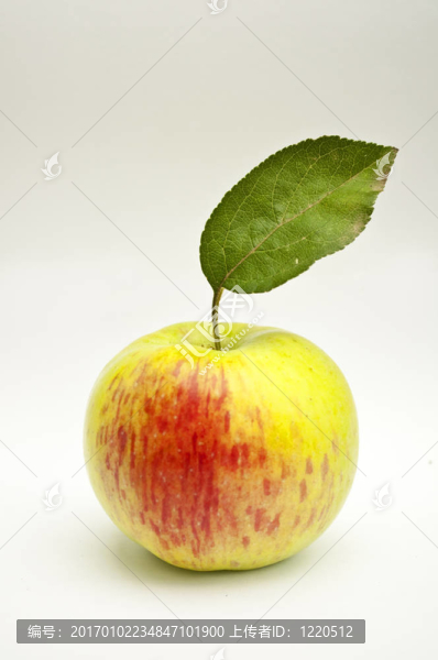 白鮮蘋果