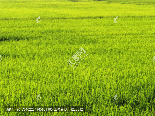 稻田